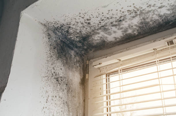 Affordable Mold Remediation solutions in Pendleton, OR